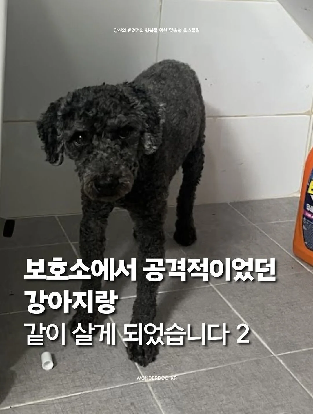 나는 부동산에 가지 않고 SNS로 분양권을 산다 1