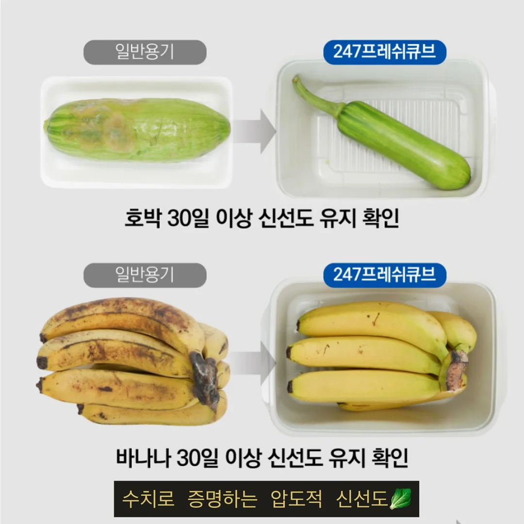 한송이 카네이션 2