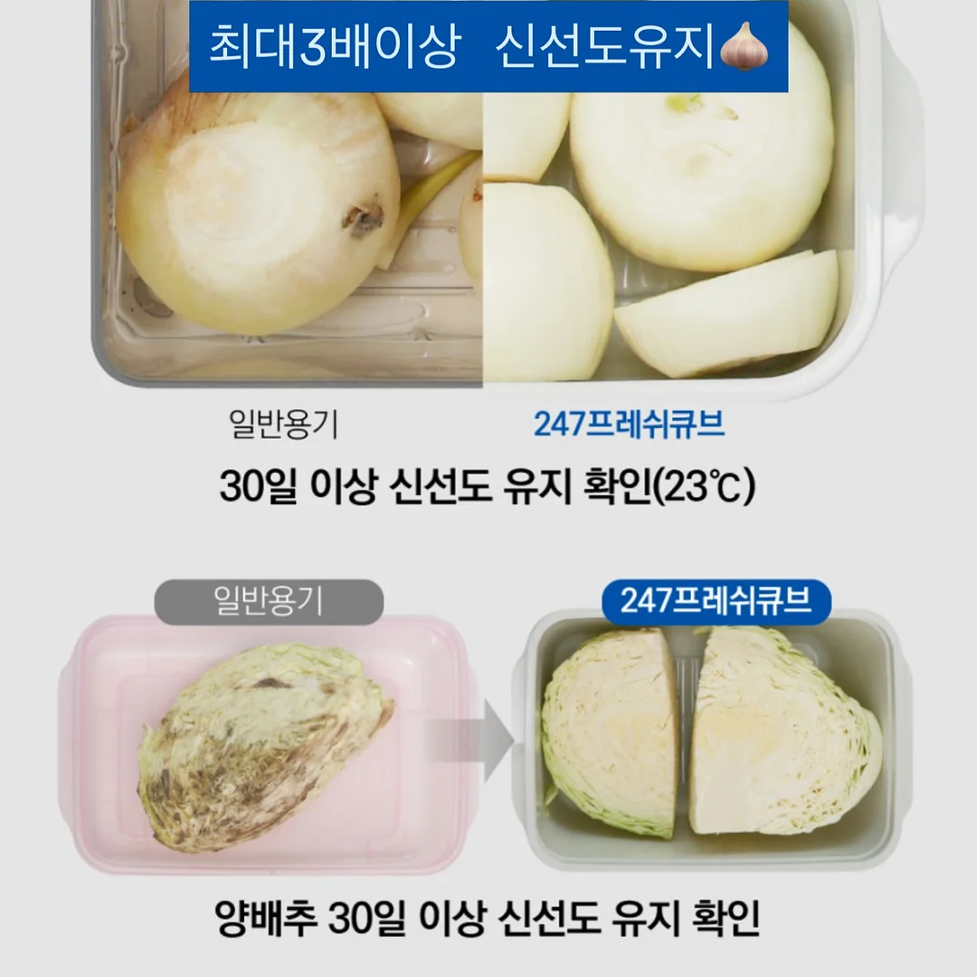 한송이 카네이션 3
