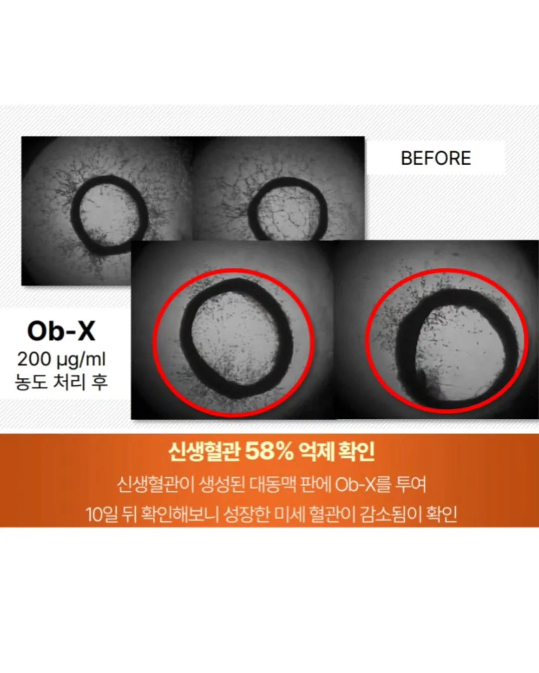 정기배송 꽃 10