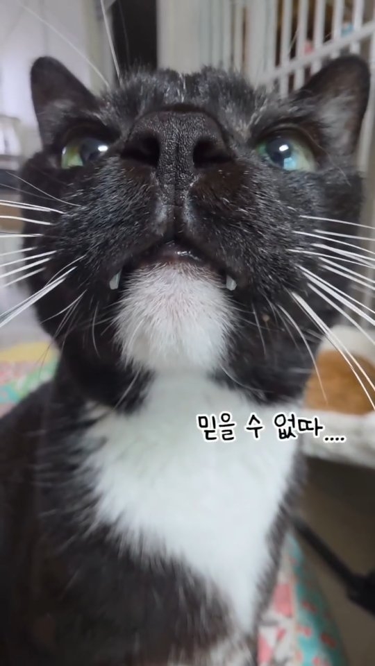 리바이스 화이트 롱슬리브