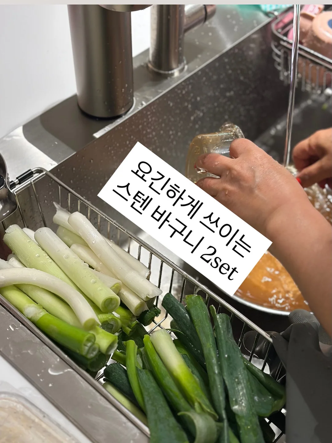 거베라 트레이 11