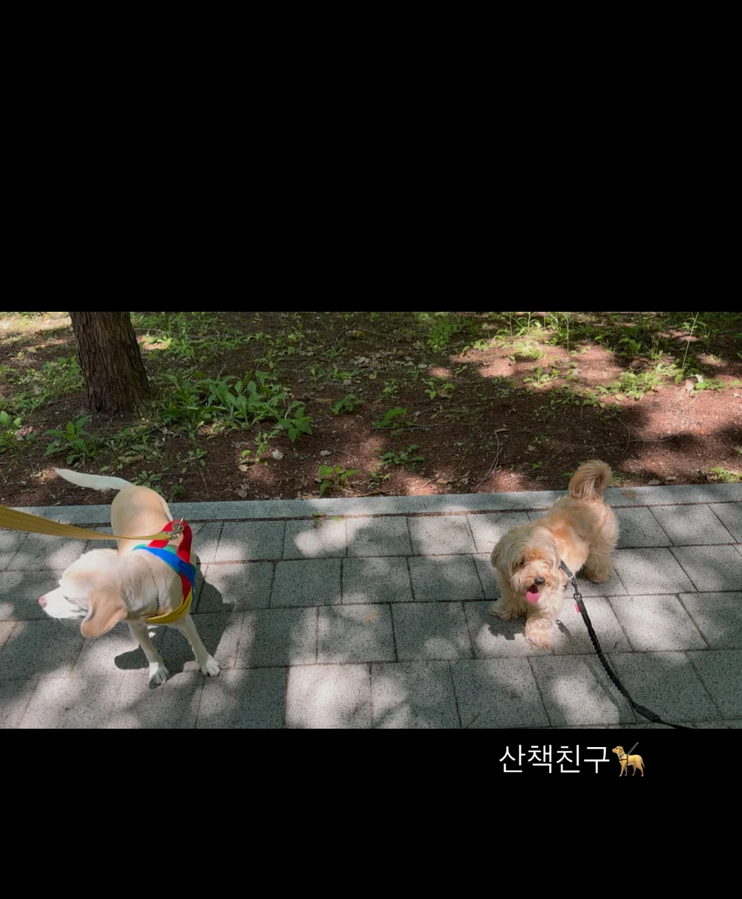 리아마린슈트 14
