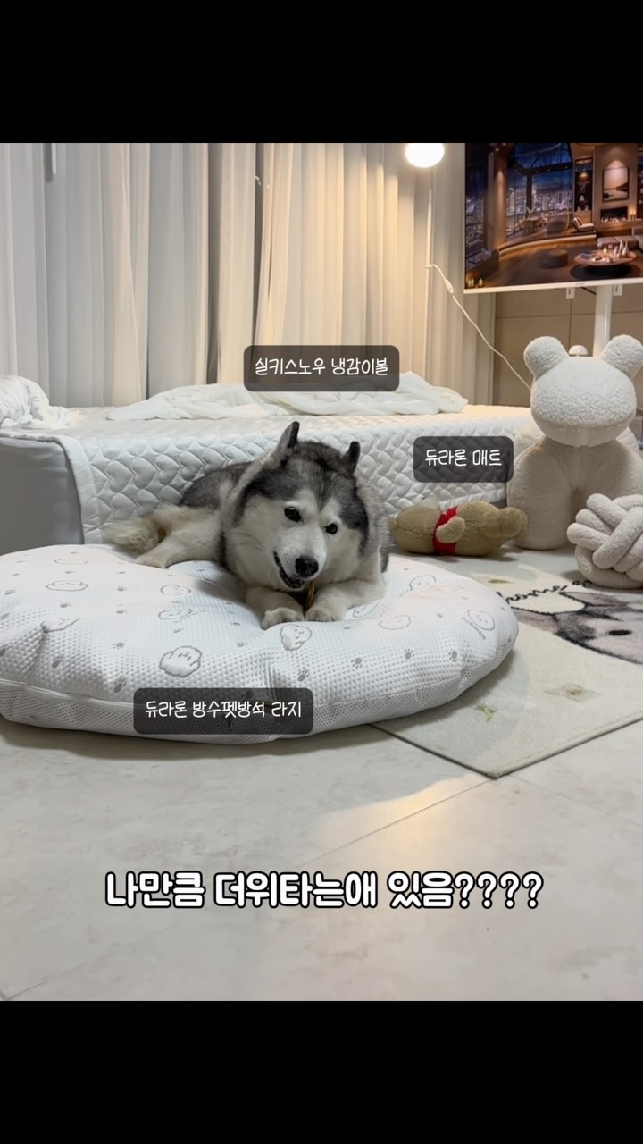 다크초코 저당 그릭 요거트
