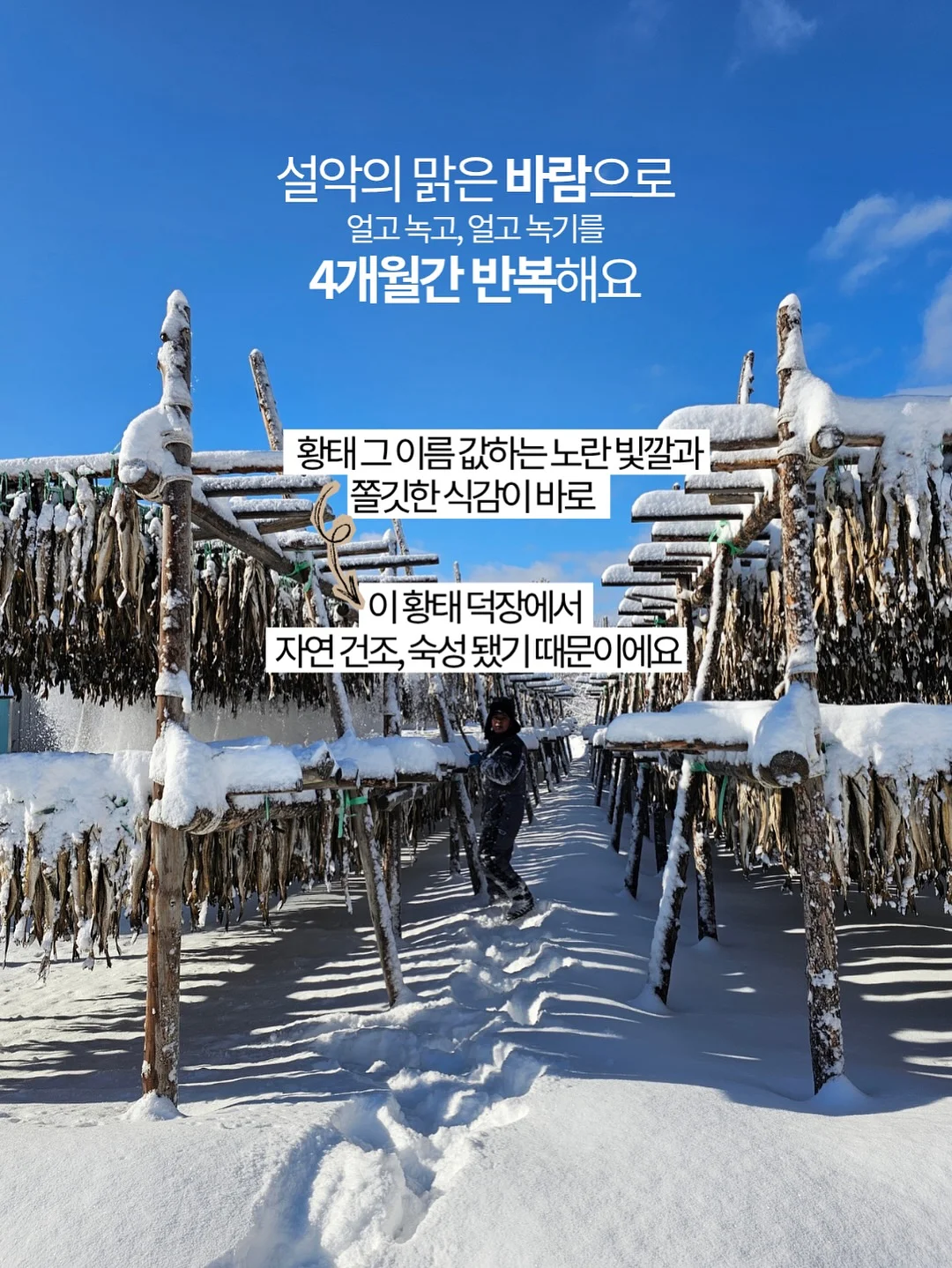 원터치 텐트 7