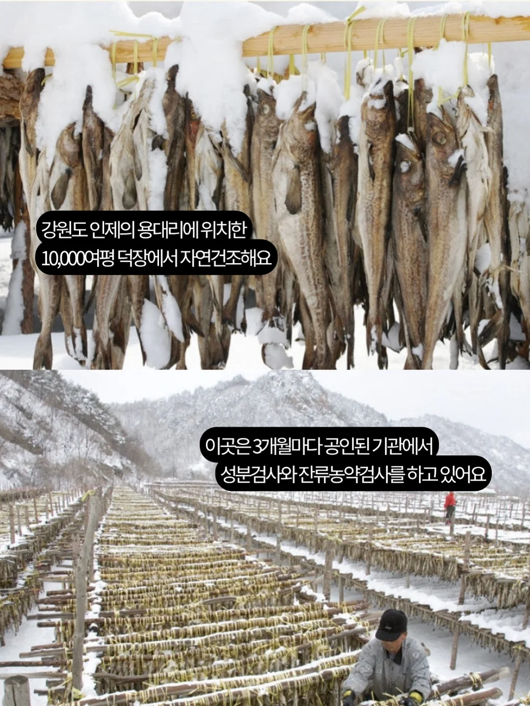 원터치 텐트 9
