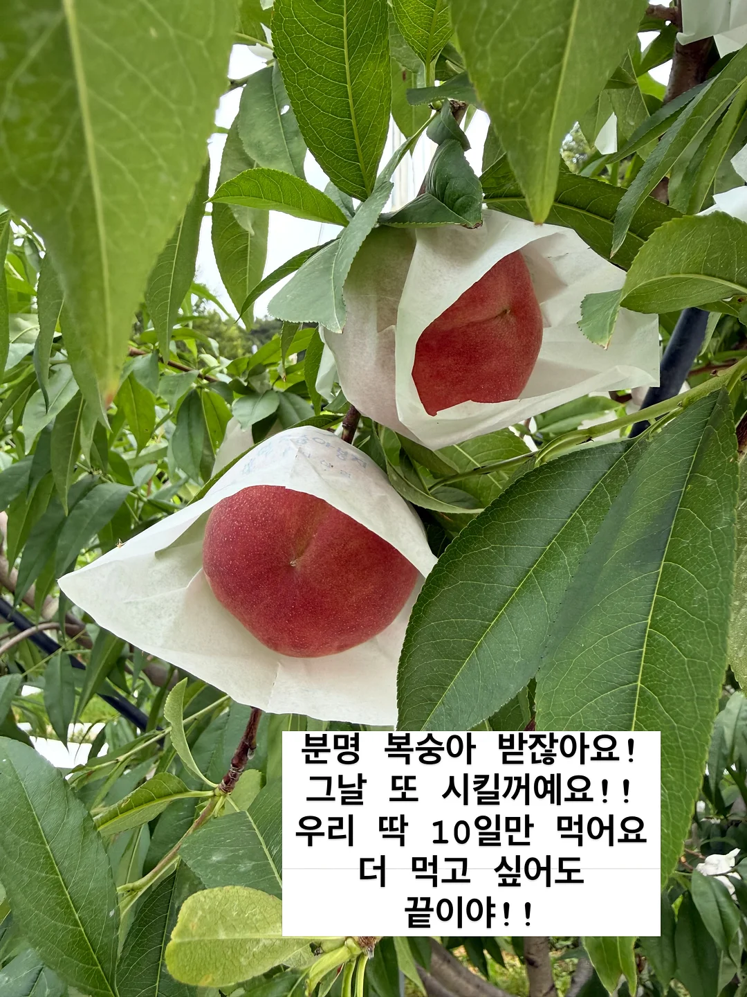바지 20