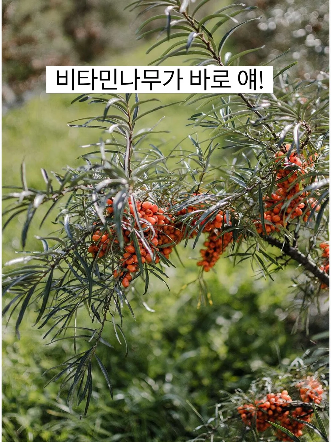 달빛천사 타토 & 에이치 네일 16