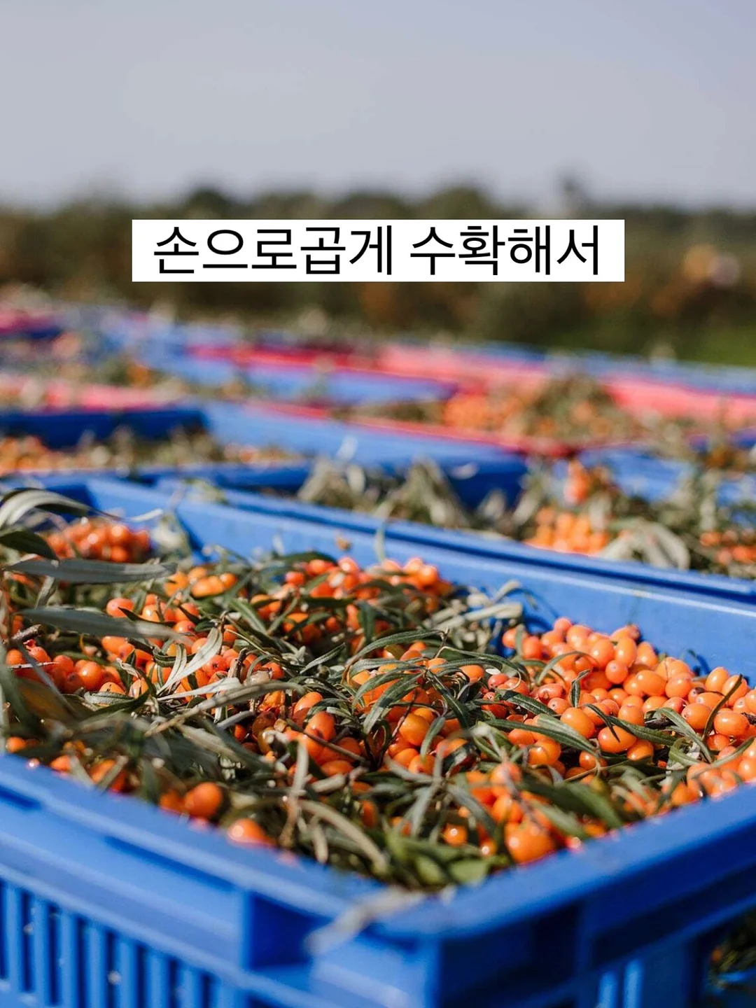 달빛천사 타토 & 에이치 네일 17