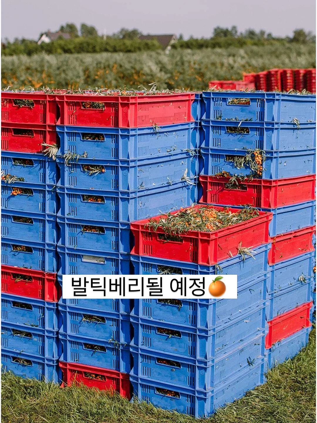달빛천사 타토 & 에이치 네일 18