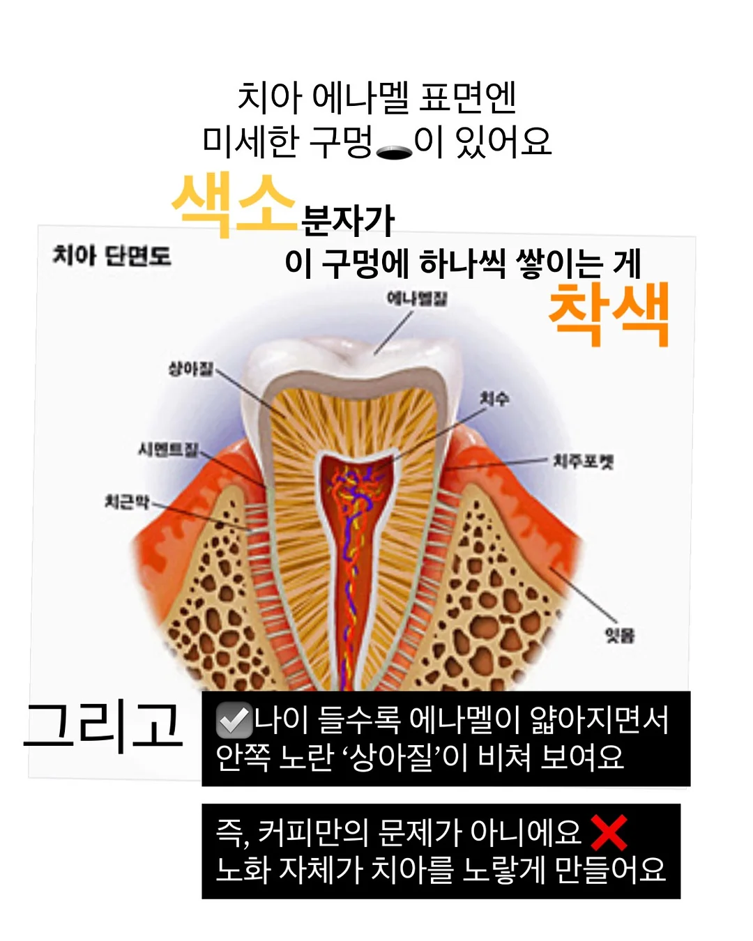 닌자초퍼 다지기 4