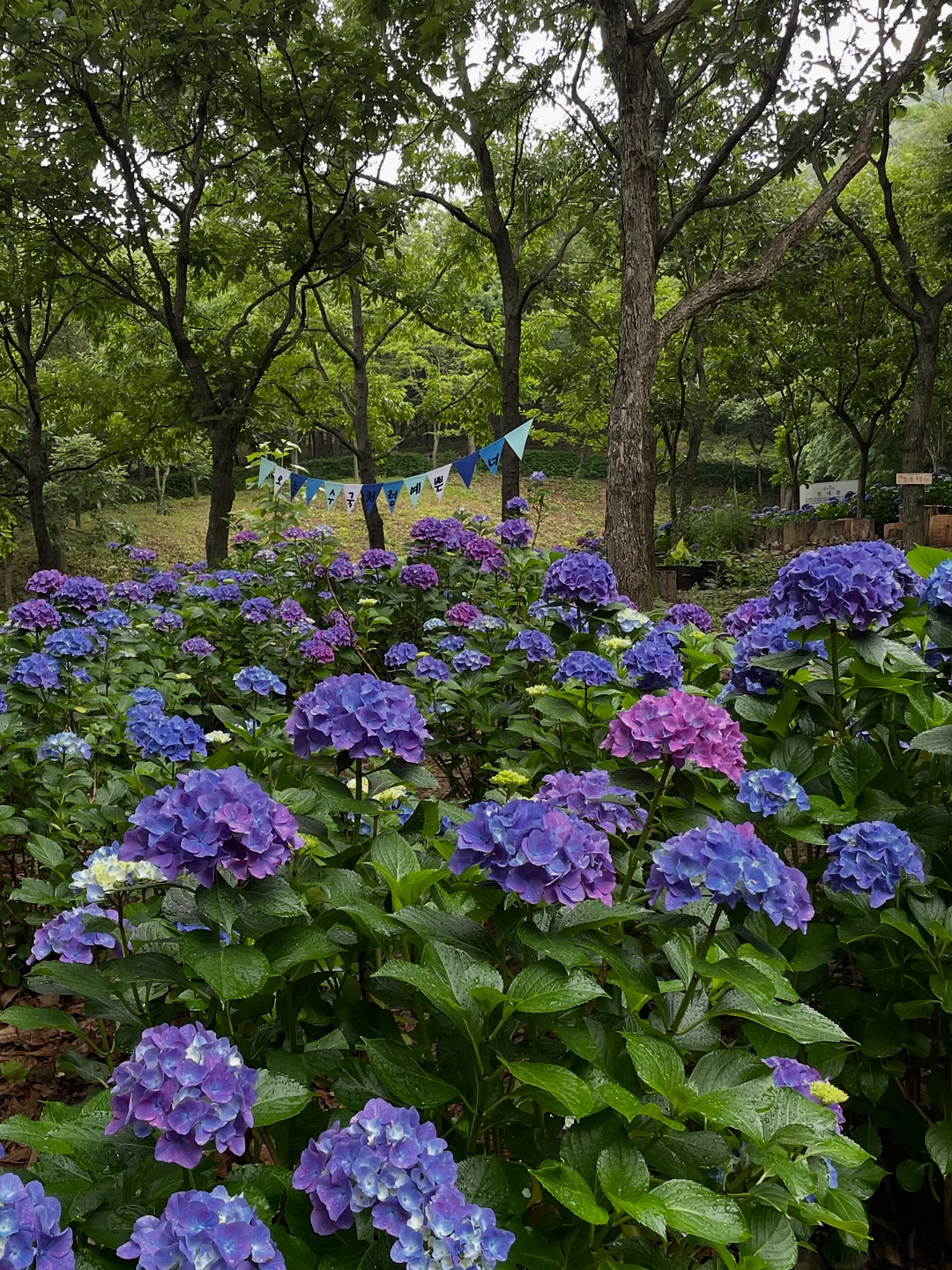 우리집뚱냥이 만두접시 4