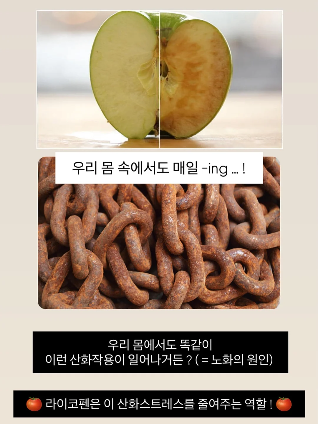 다용도 야채 저장 용기 7