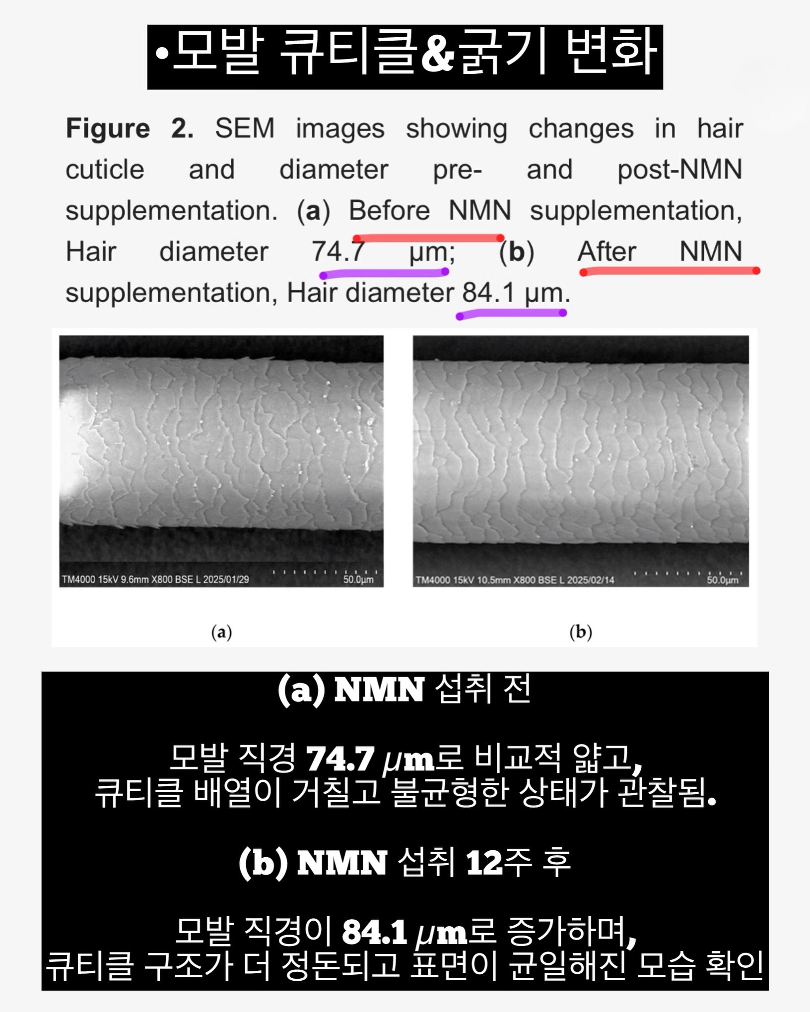 오뜨베베 나시고쟁이상하세트 12