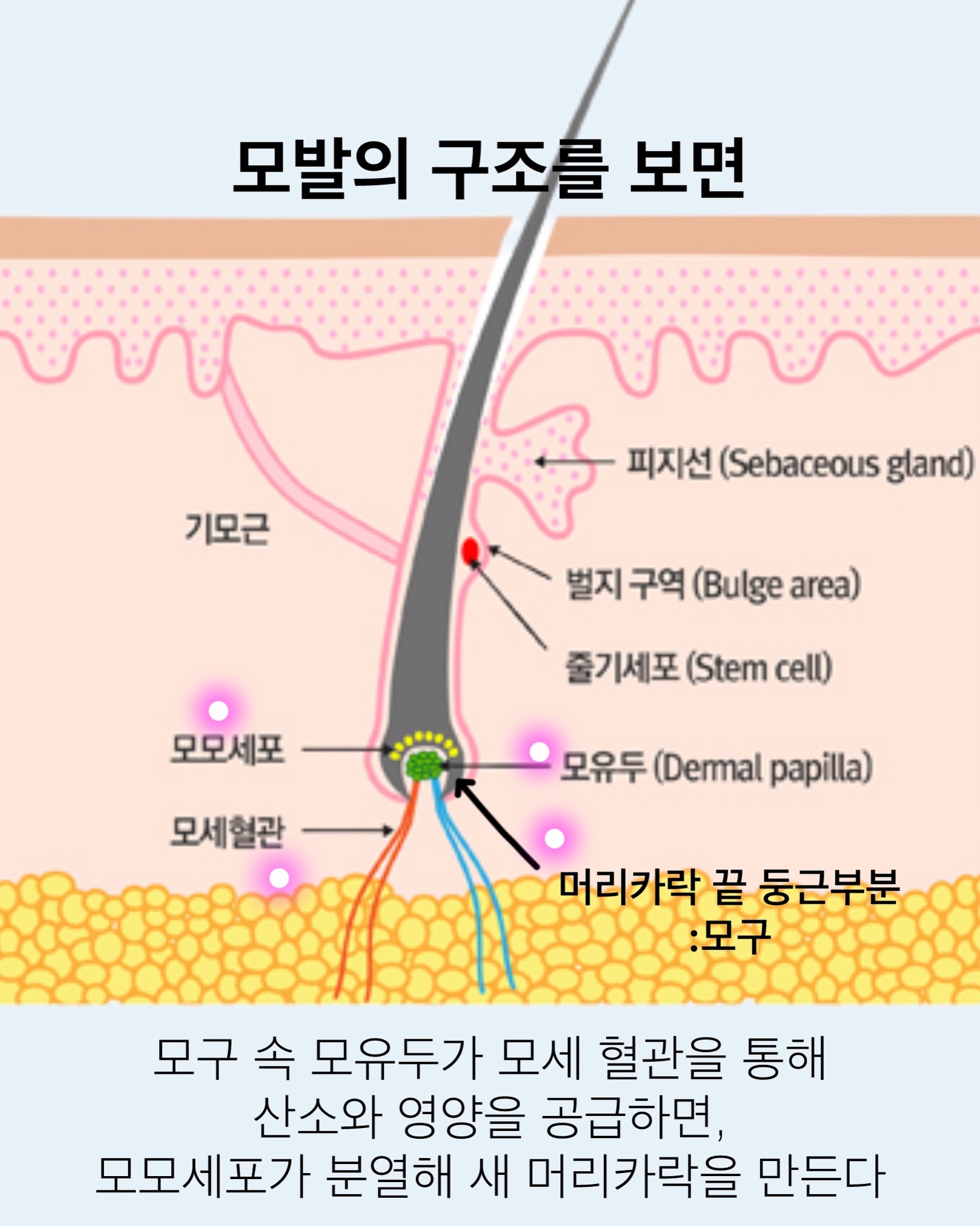 오뜨베베 나시고쟁이상하세트 5