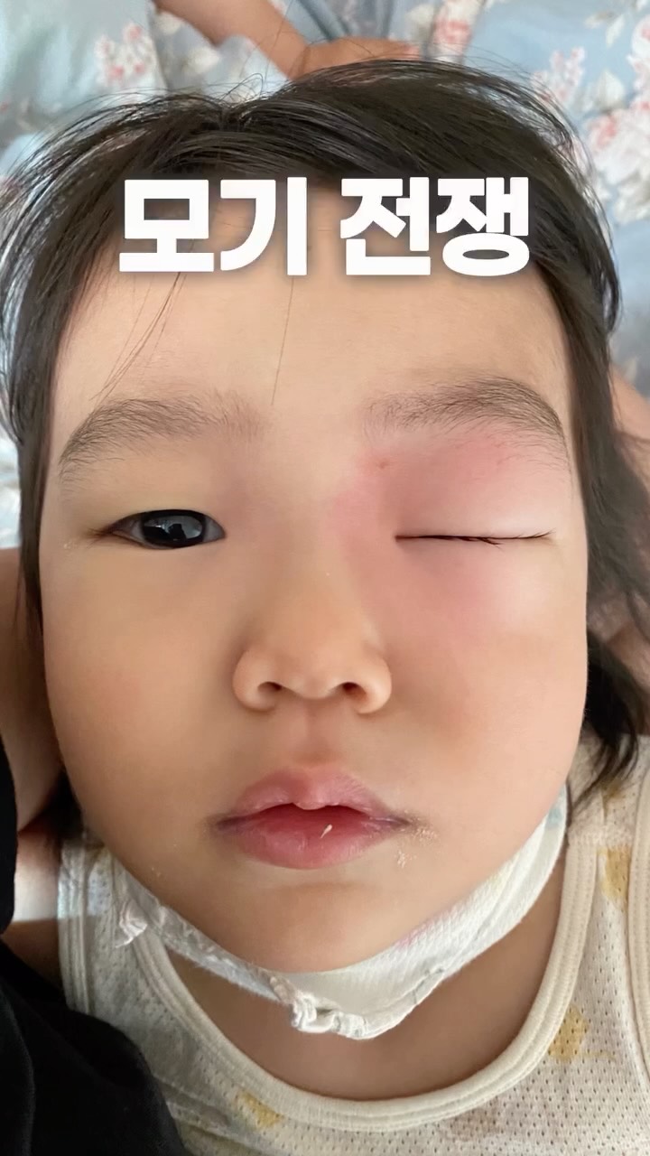 제주섬 말차 바브카