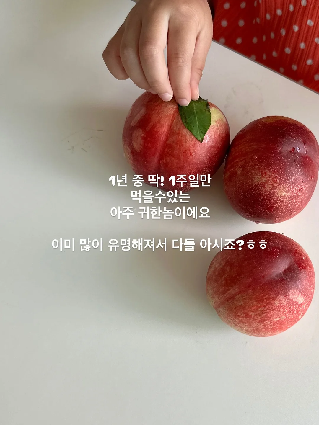 오승민 작가 <밤의 공작새> 6