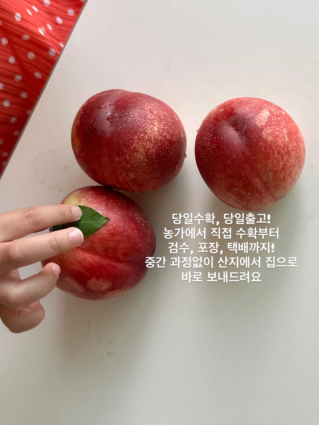 오승민 작가 <밤의 공작새> 9