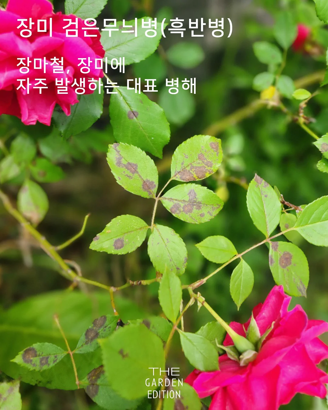 피그러브원숄더T 12