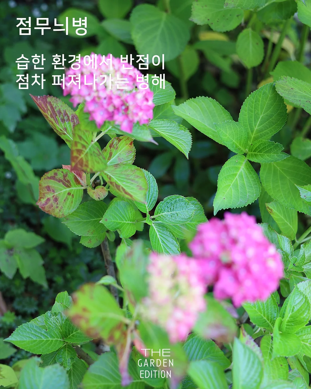 피그러브원숄더T 13