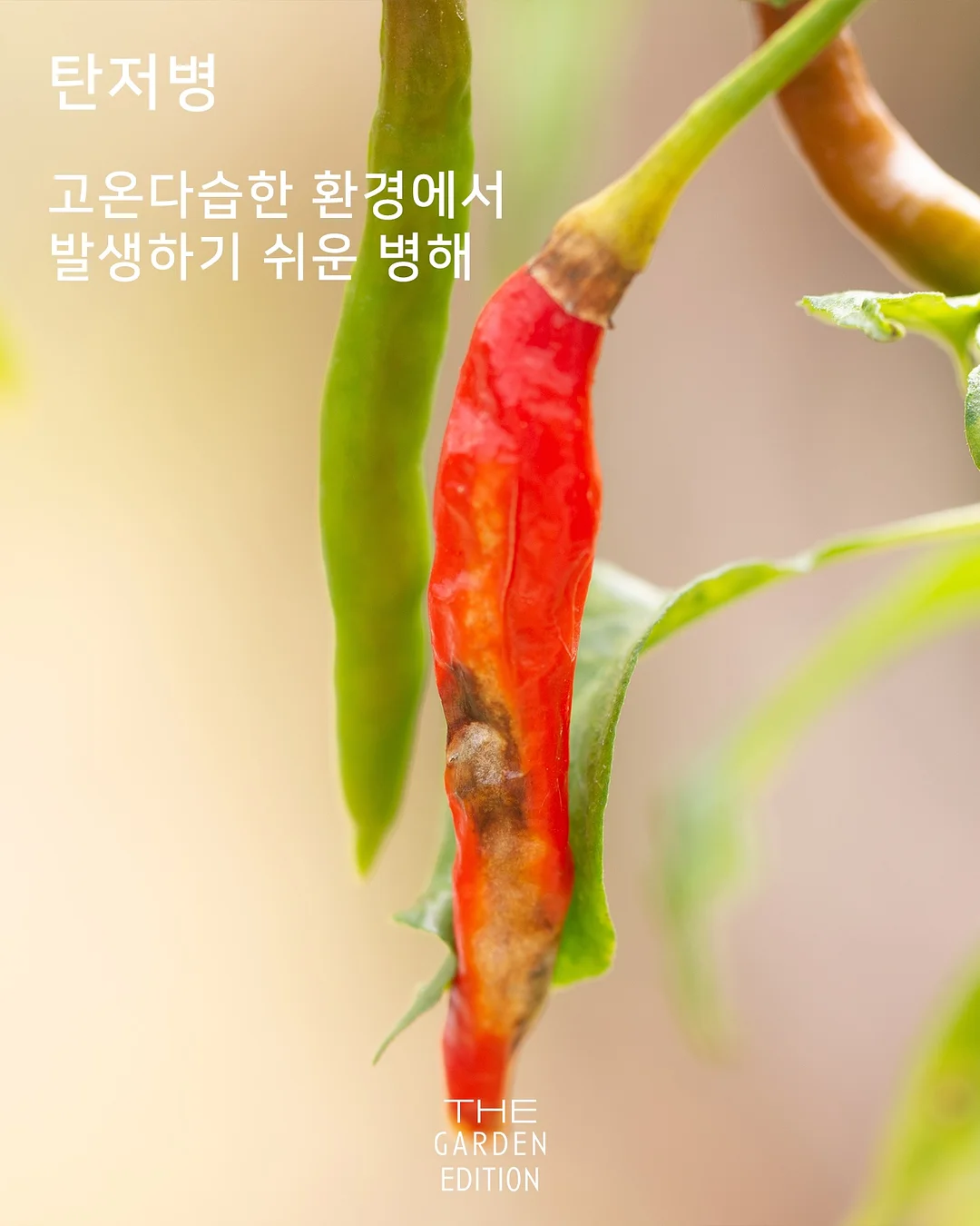 피그러브원숄더T 14