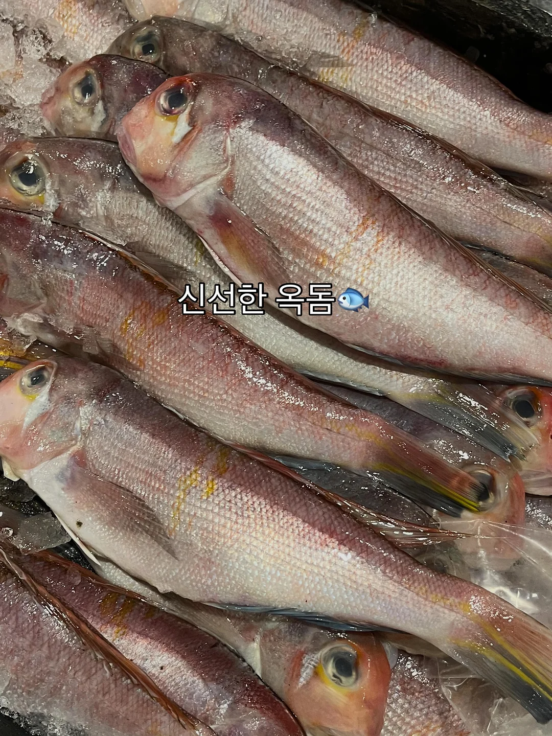 랩스커트 팬츠 세트 4