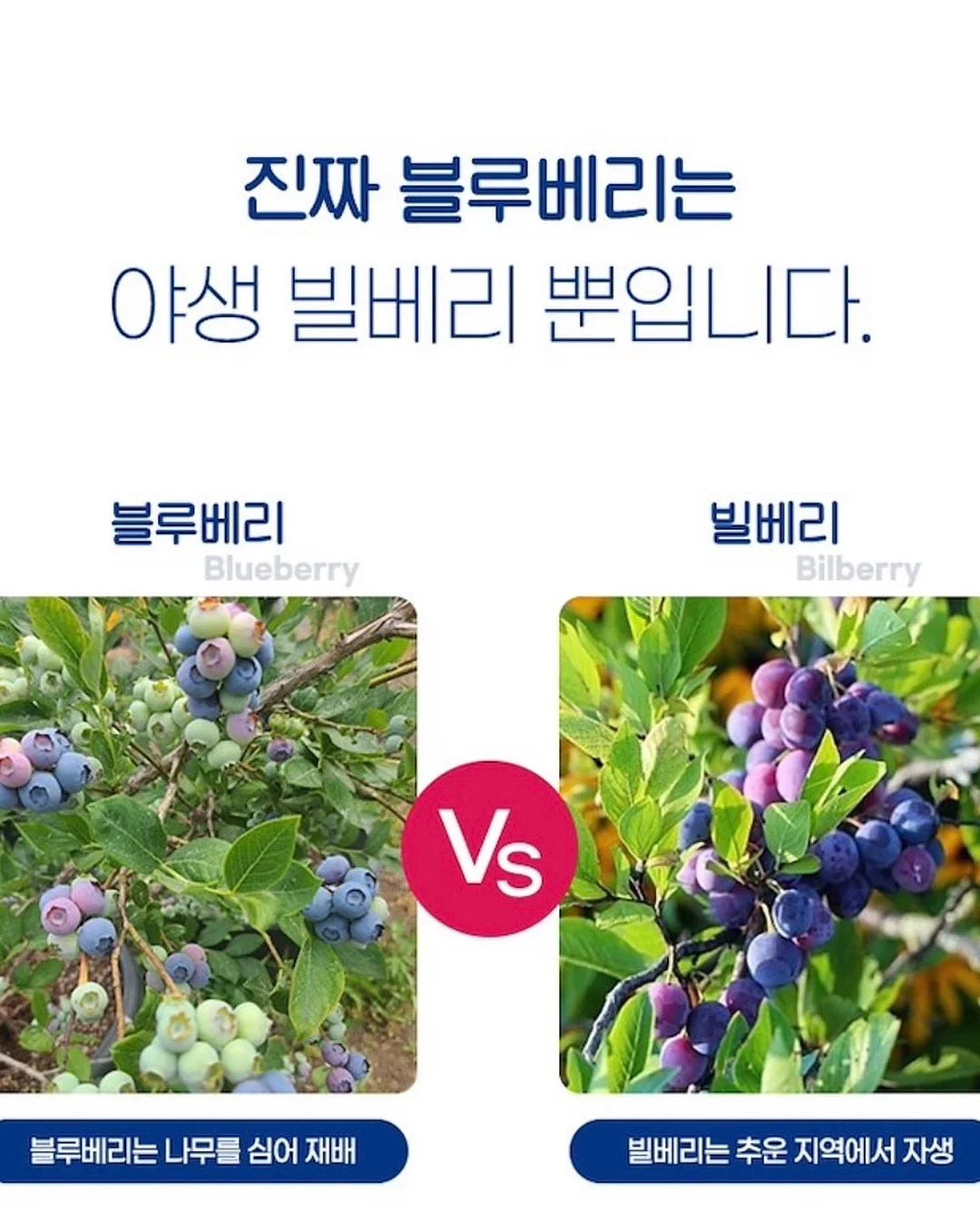 오하다 솔트 와 시카패드 8