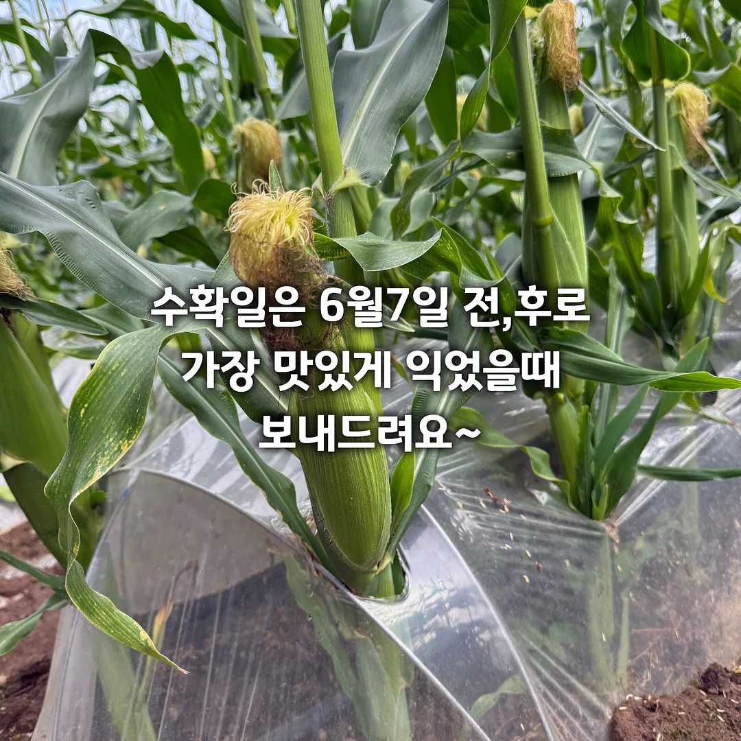 사료 모래 2