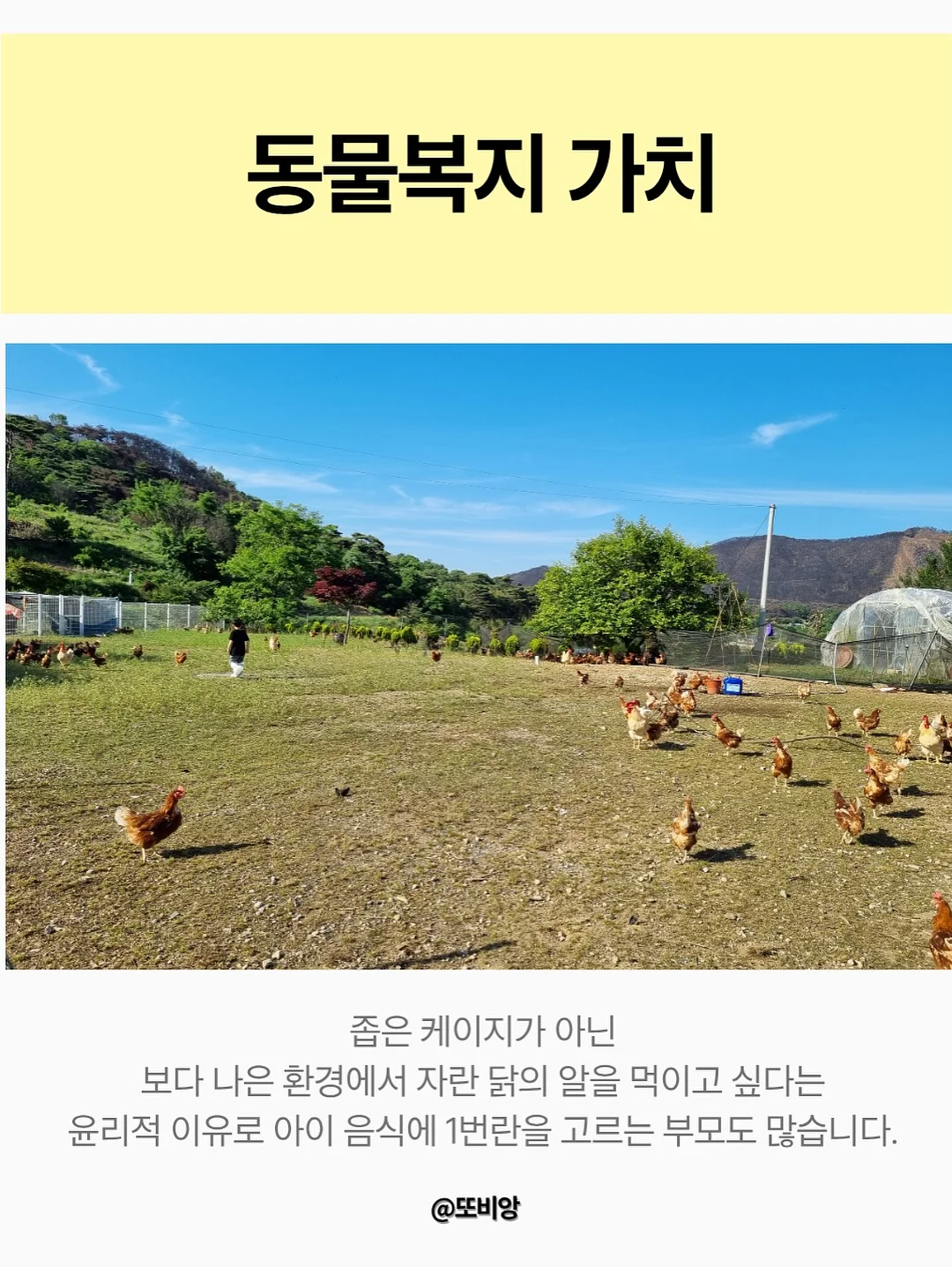 글로우레이스 11