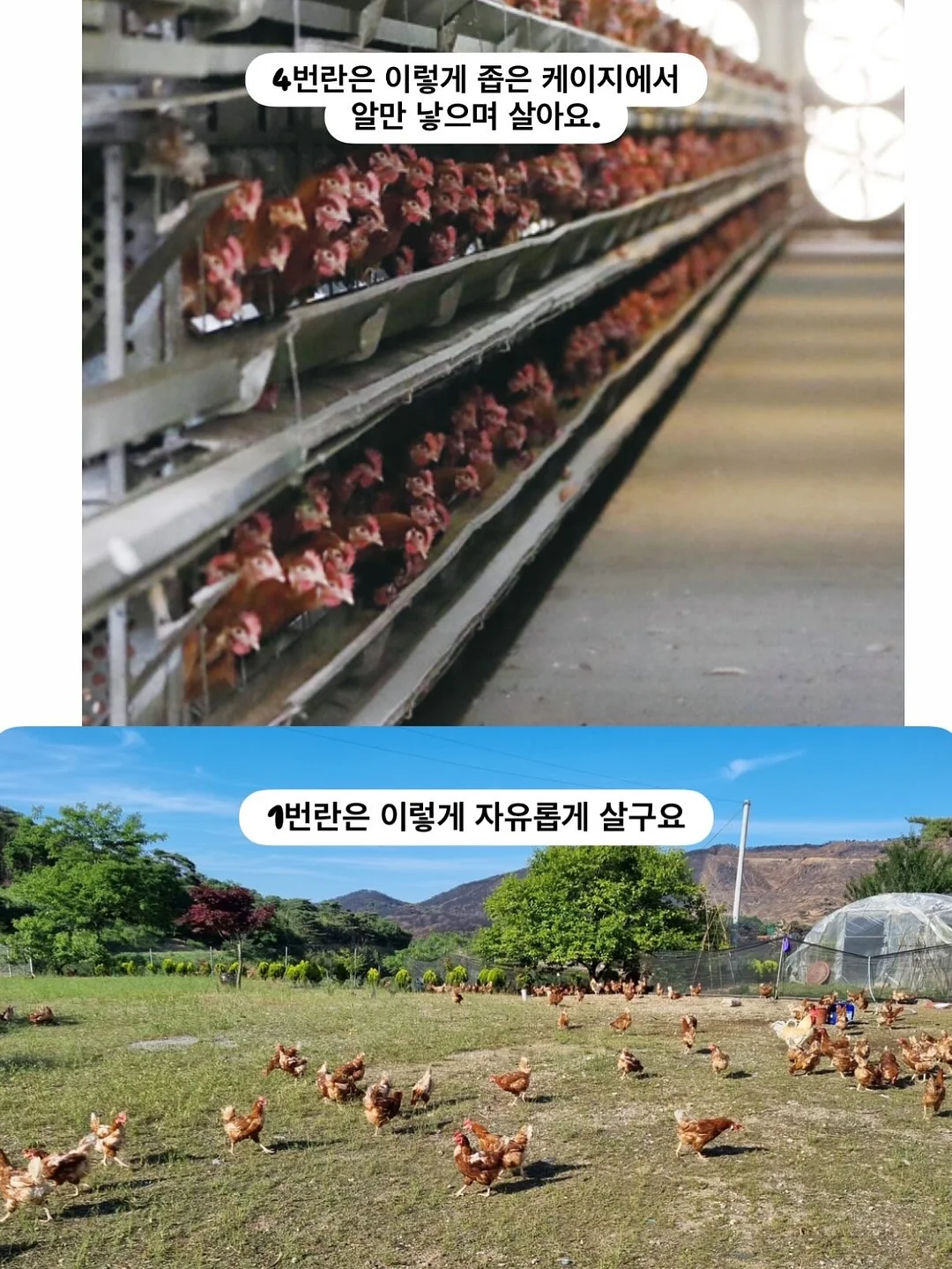 글로우레이스 3