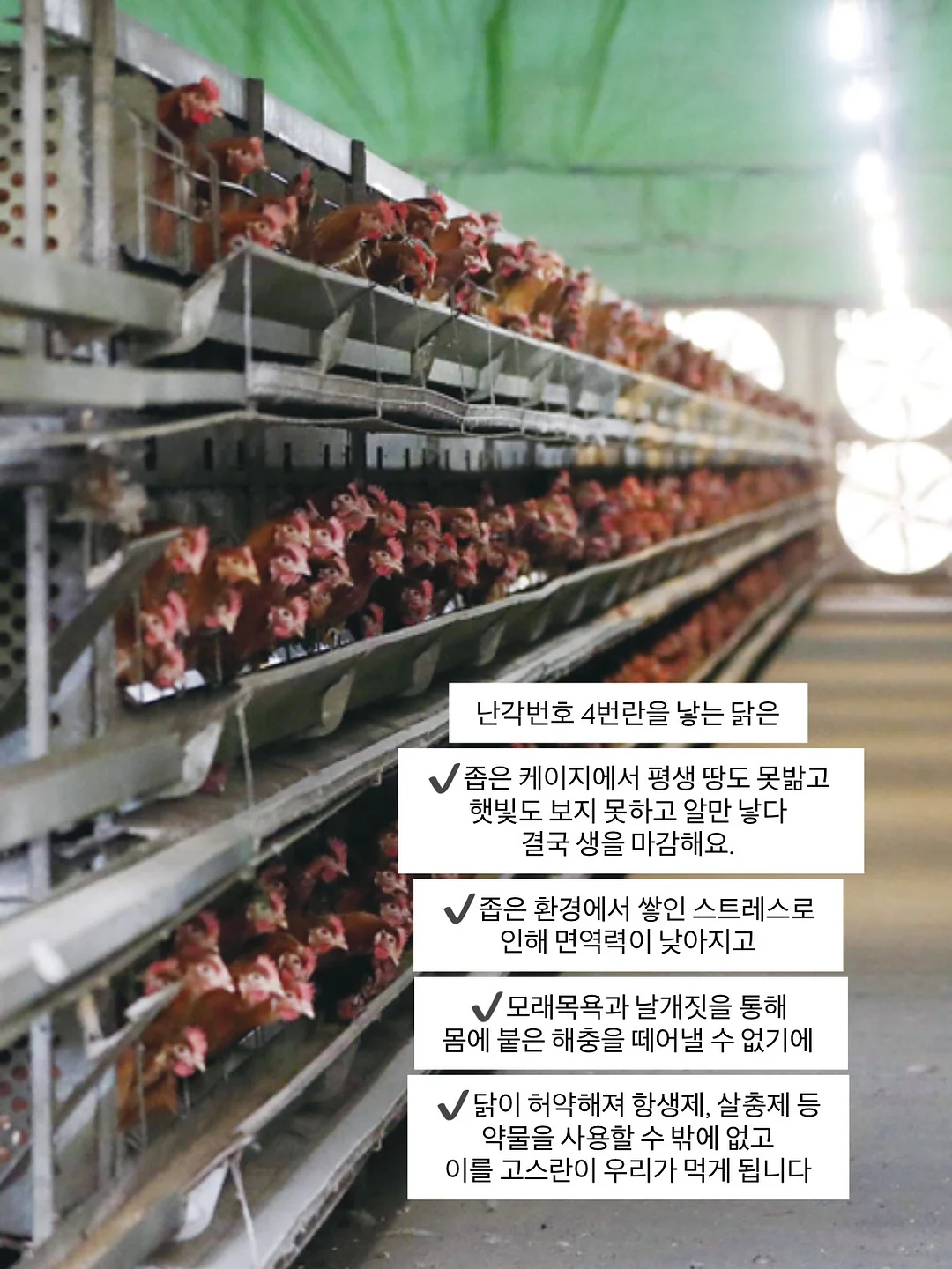 글로우레이스 4