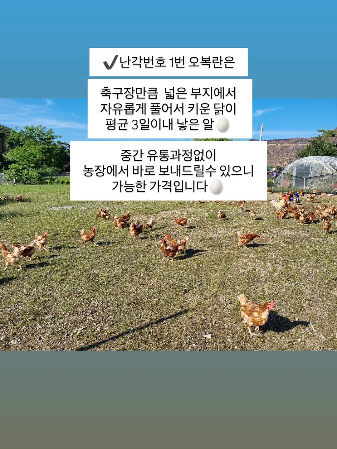 글로우레이스 5