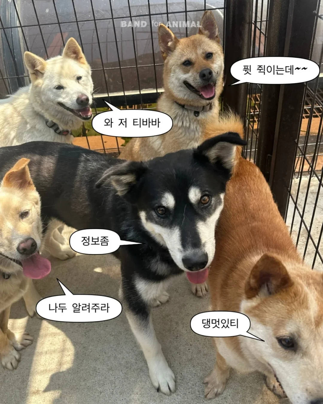 알텐바흐 티타늄 스텐팬 17