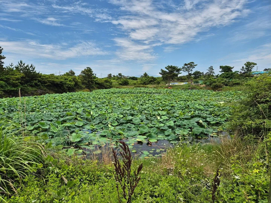 쿨링 볼레로 17