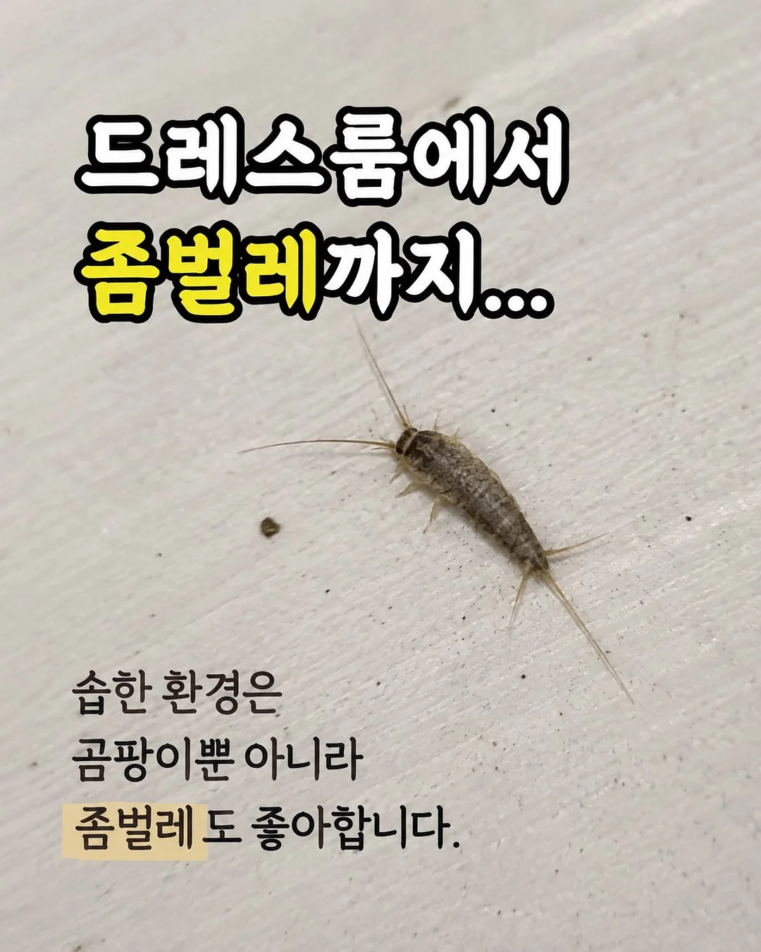 셔링 로퍼 3