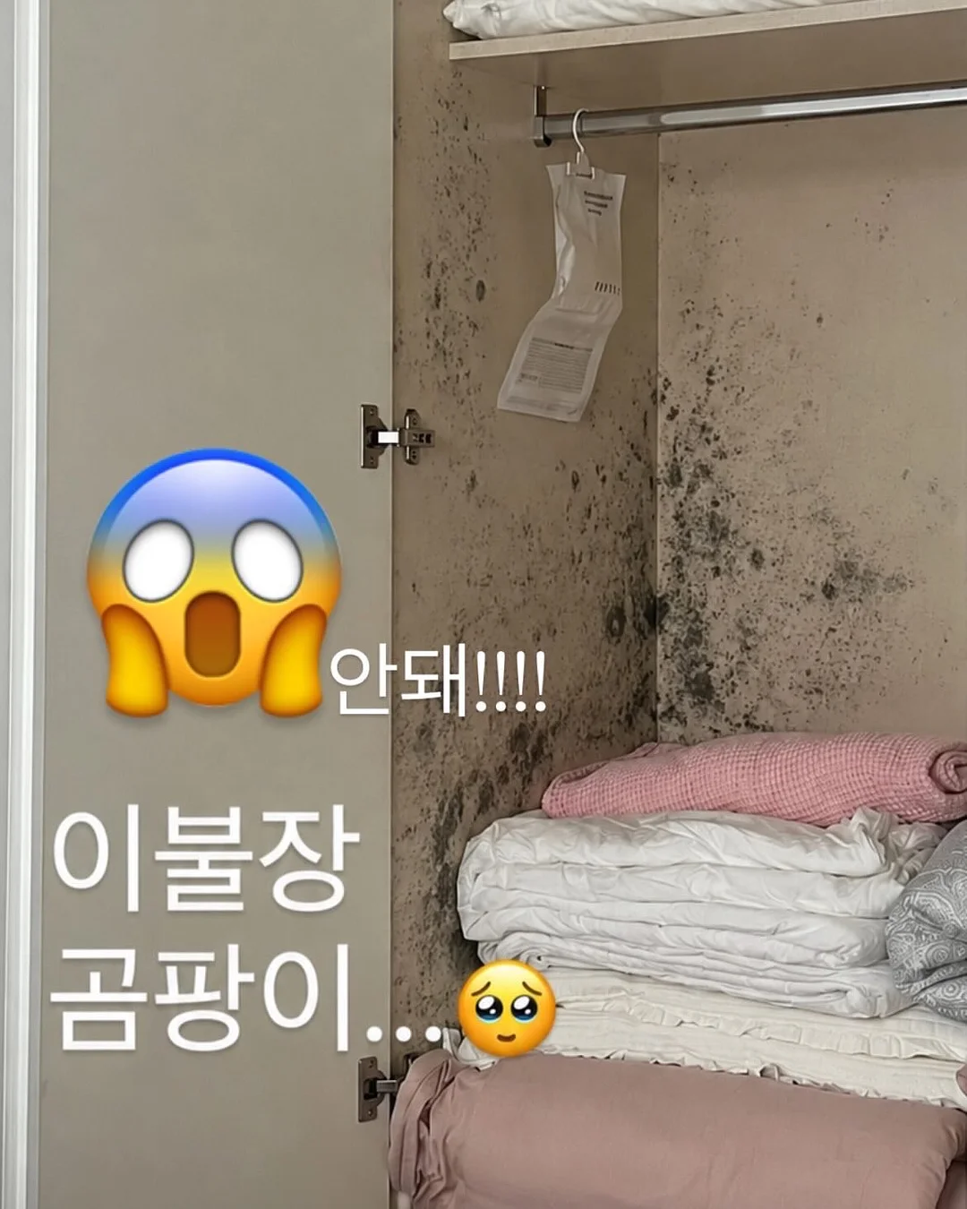셔링 로퍼 4