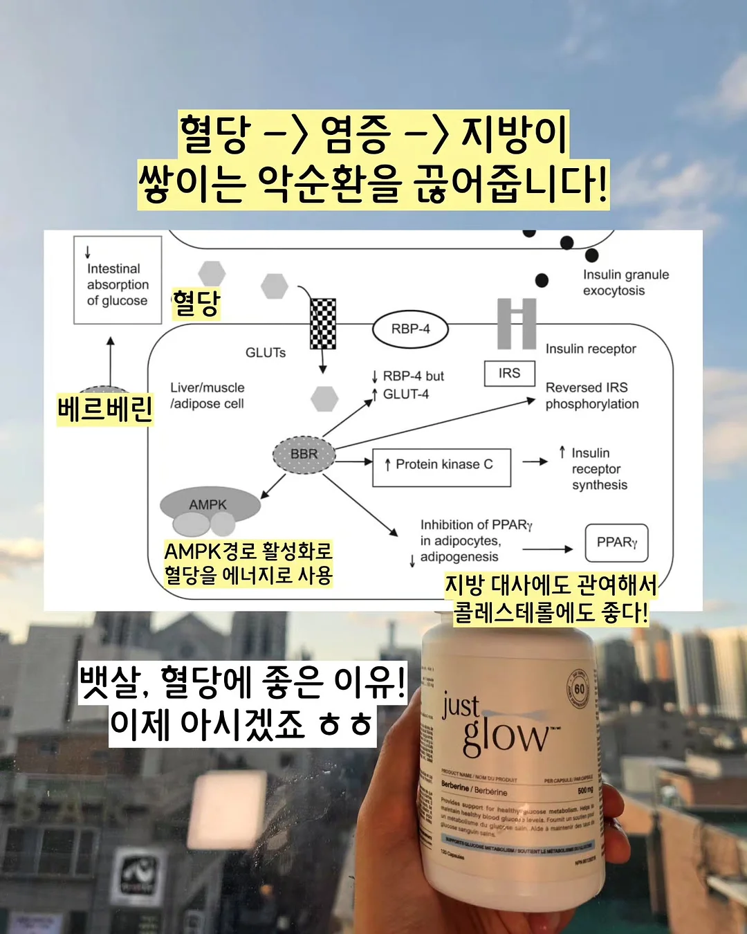 카레 6