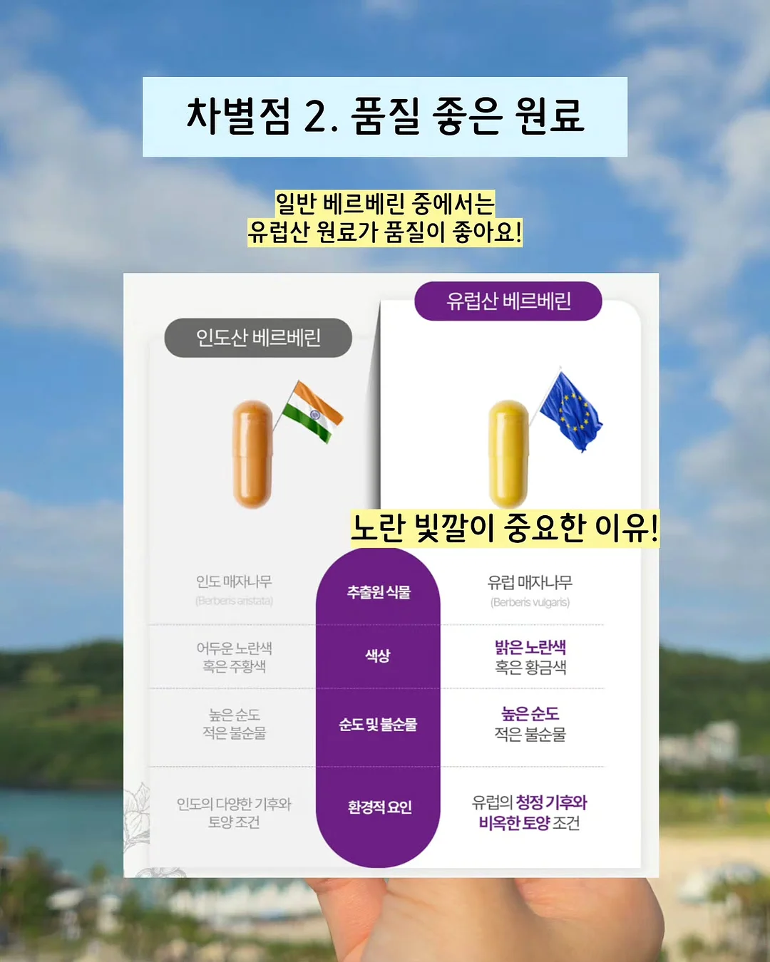 카레 8