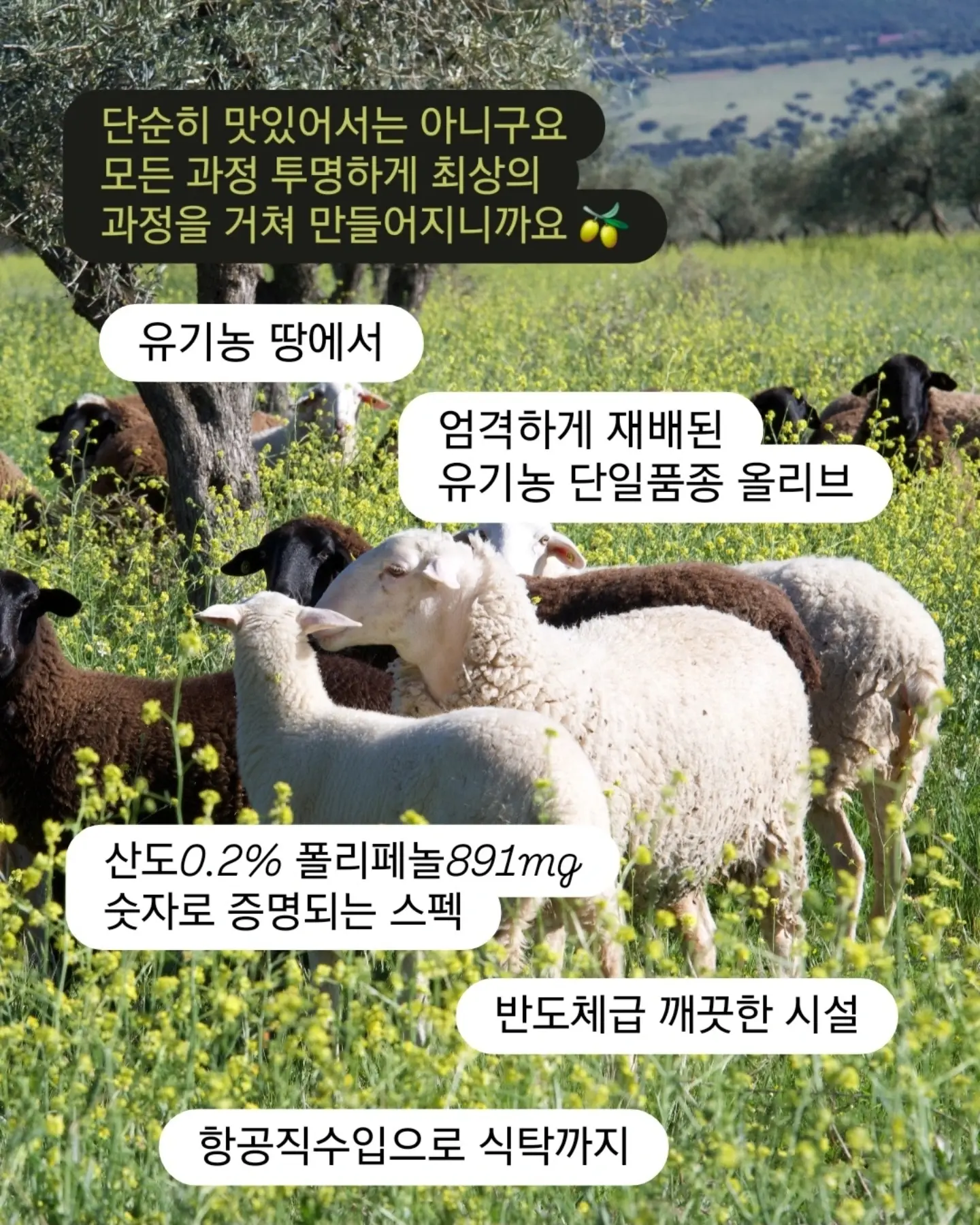 바트 심슨 머리 황금빛 선인장 별꽃 포인트 3