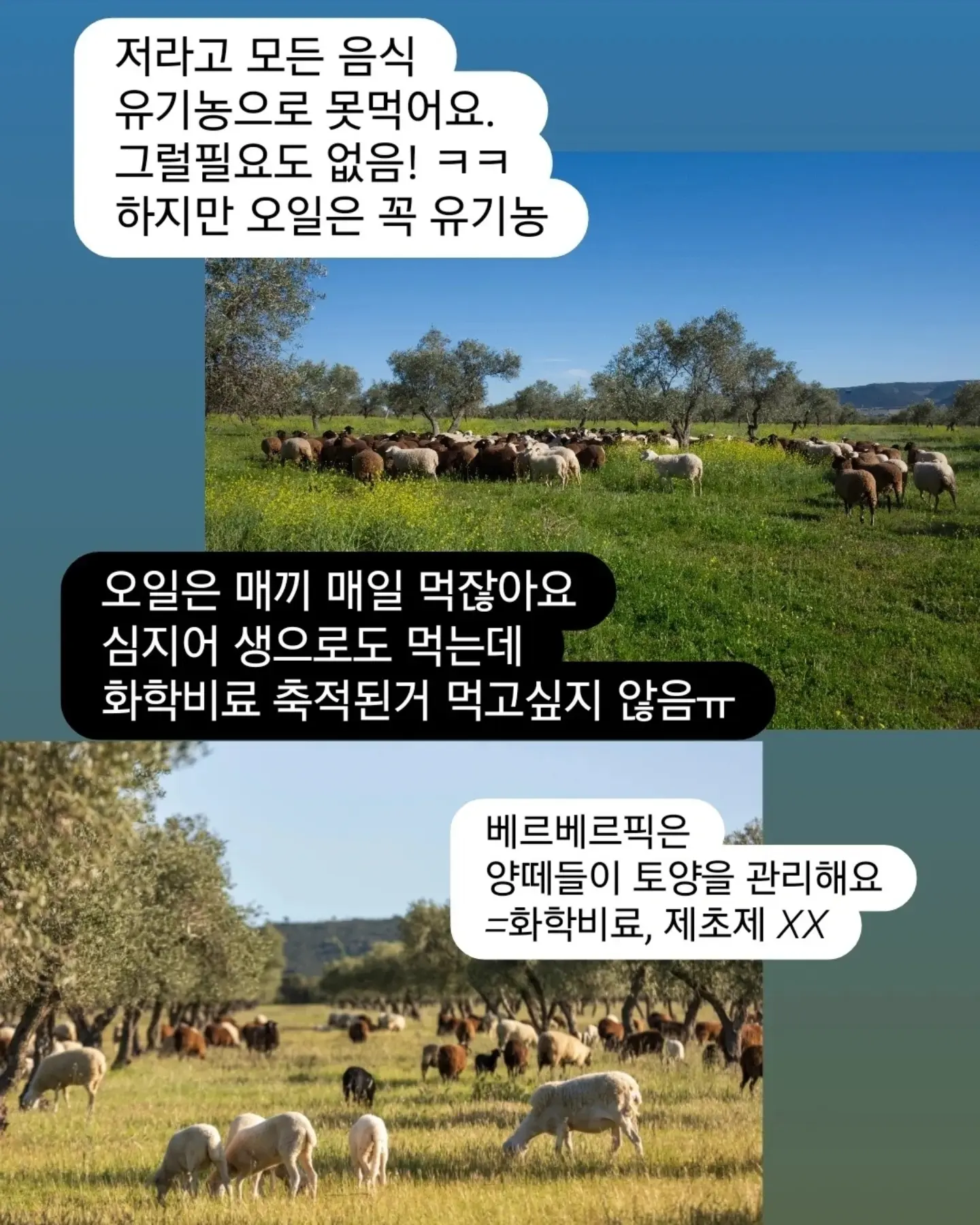 바트 심슨 머리 황금빛 선인장 별꽃 포인트 9