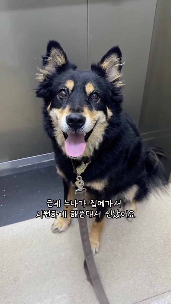 리안 플릭 유모차