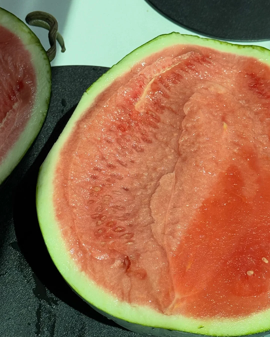 달마시안 2