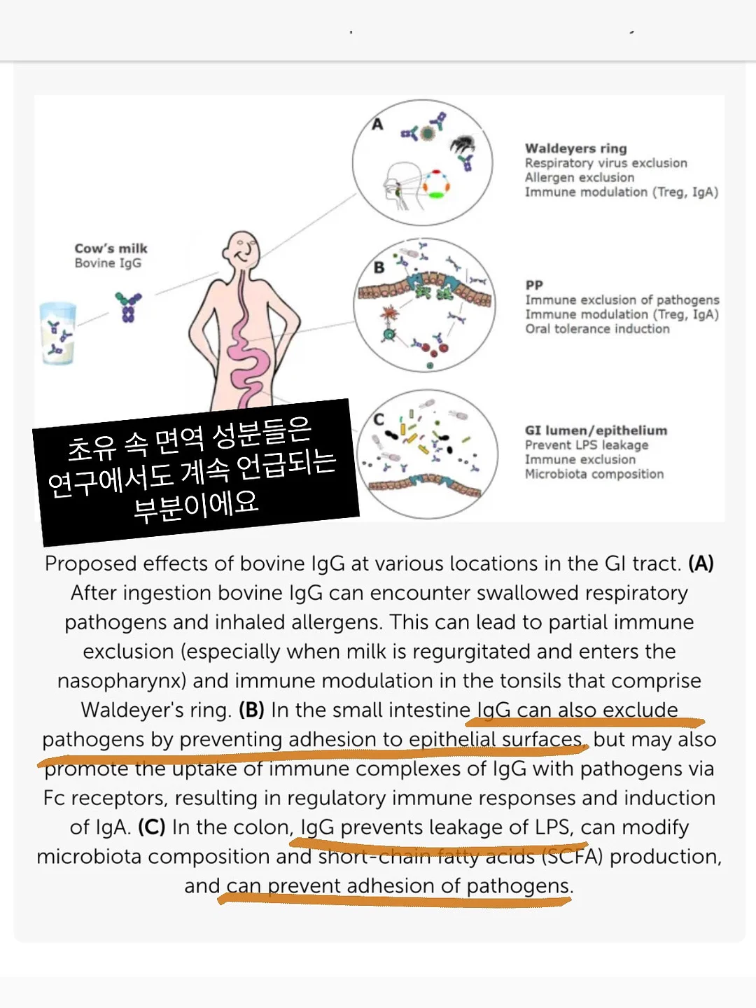 캐릭터 쿠키 10