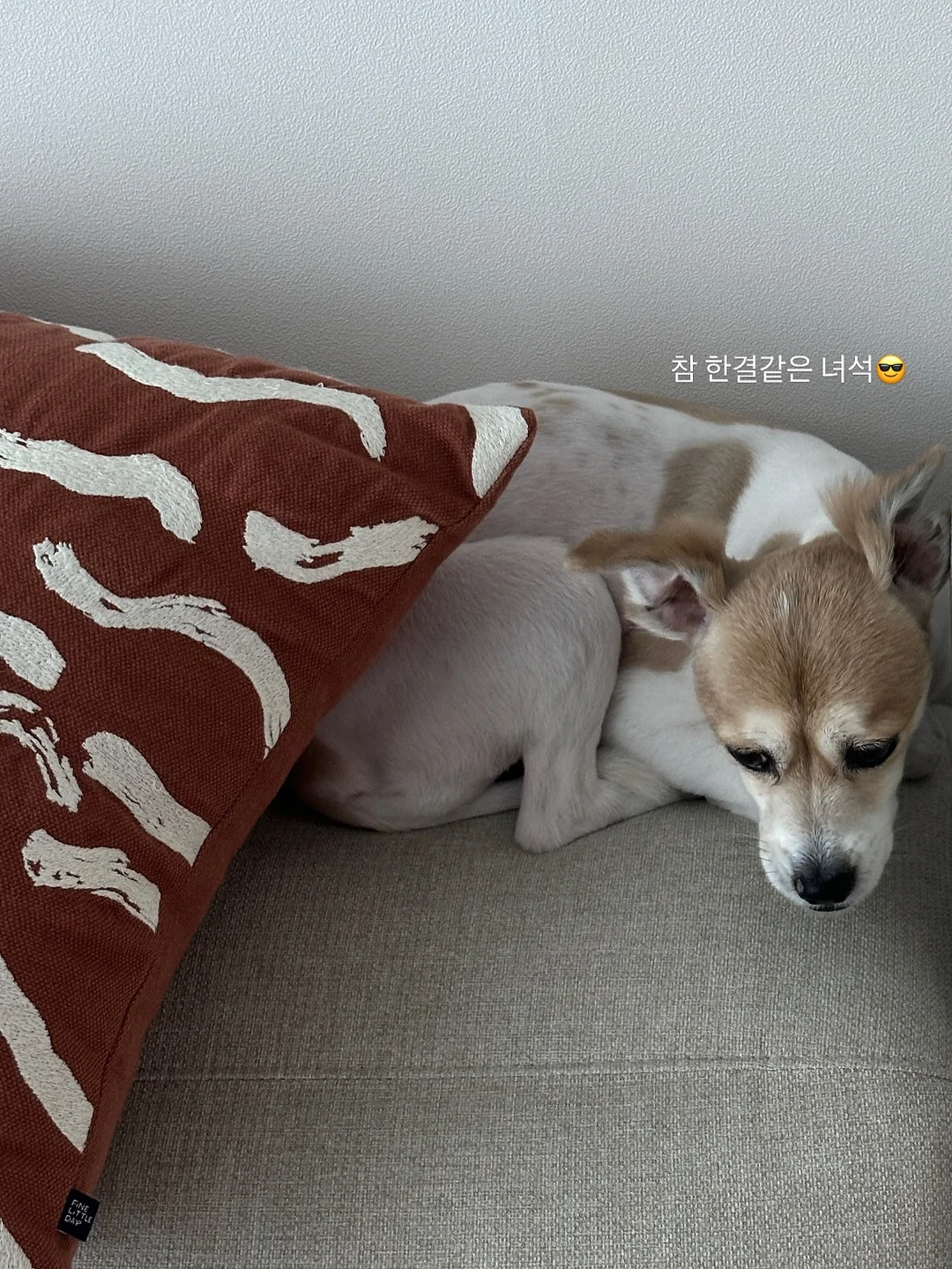 스위치온 단백질쉐이크 2