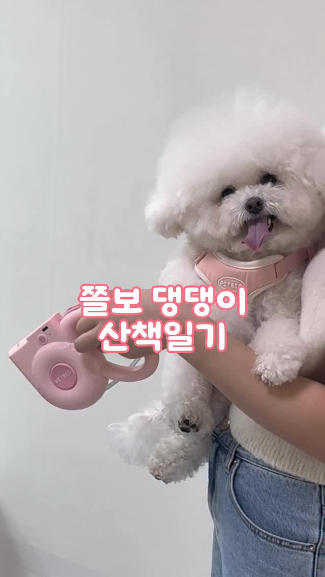 디아 셋업