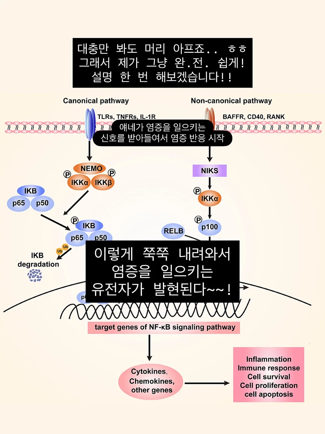 무해 신제품 도기 7