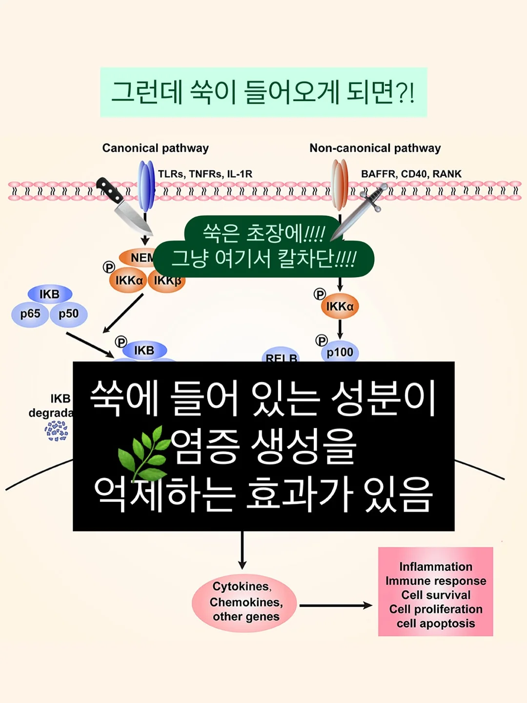 무해 신제품 도기 8