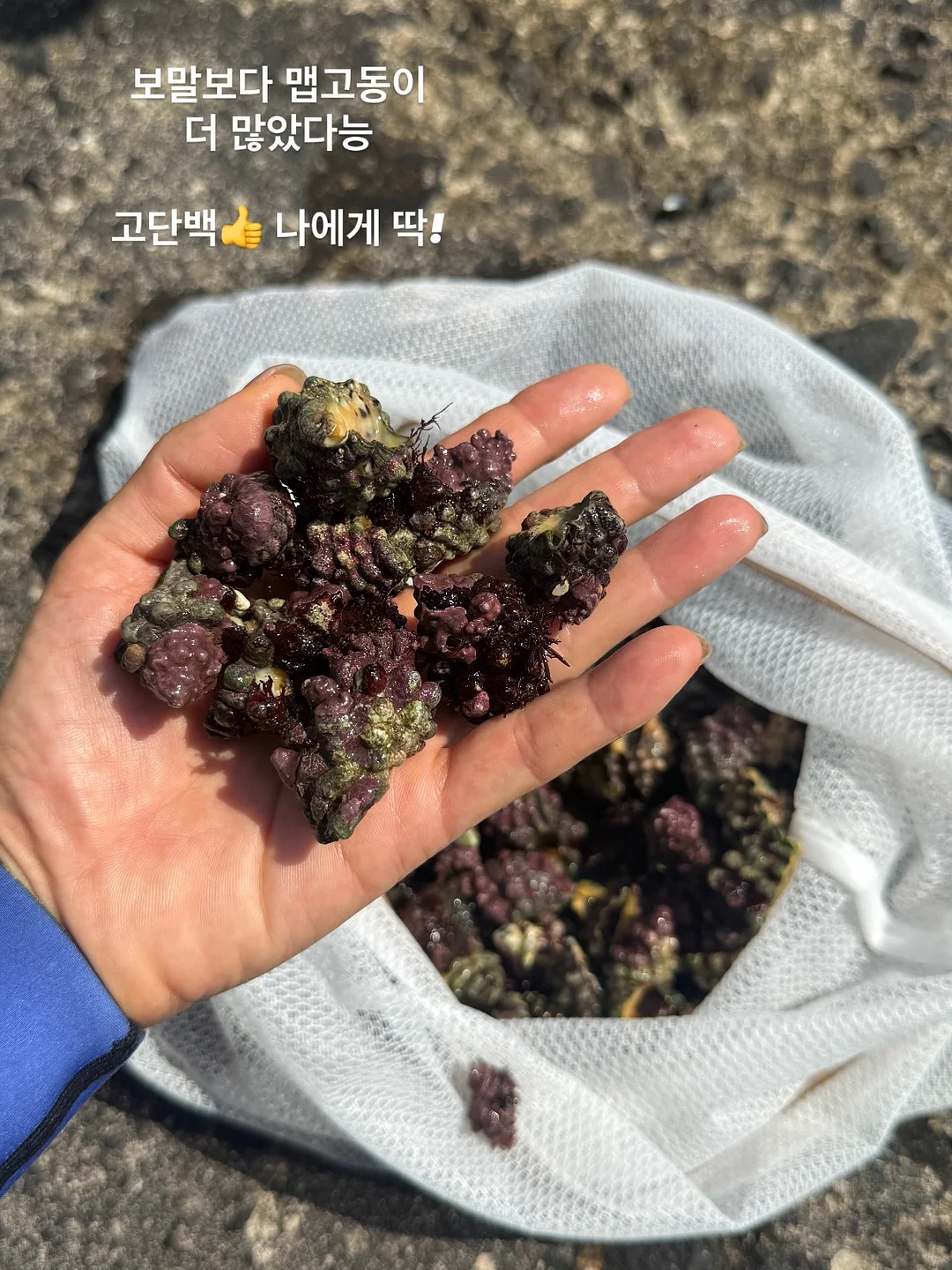 설향멜론모찌테린느 8