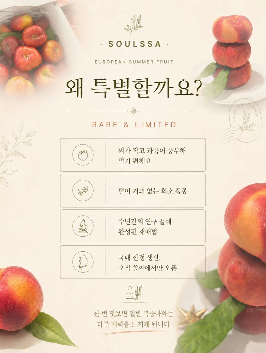 그린시스 서양배 12