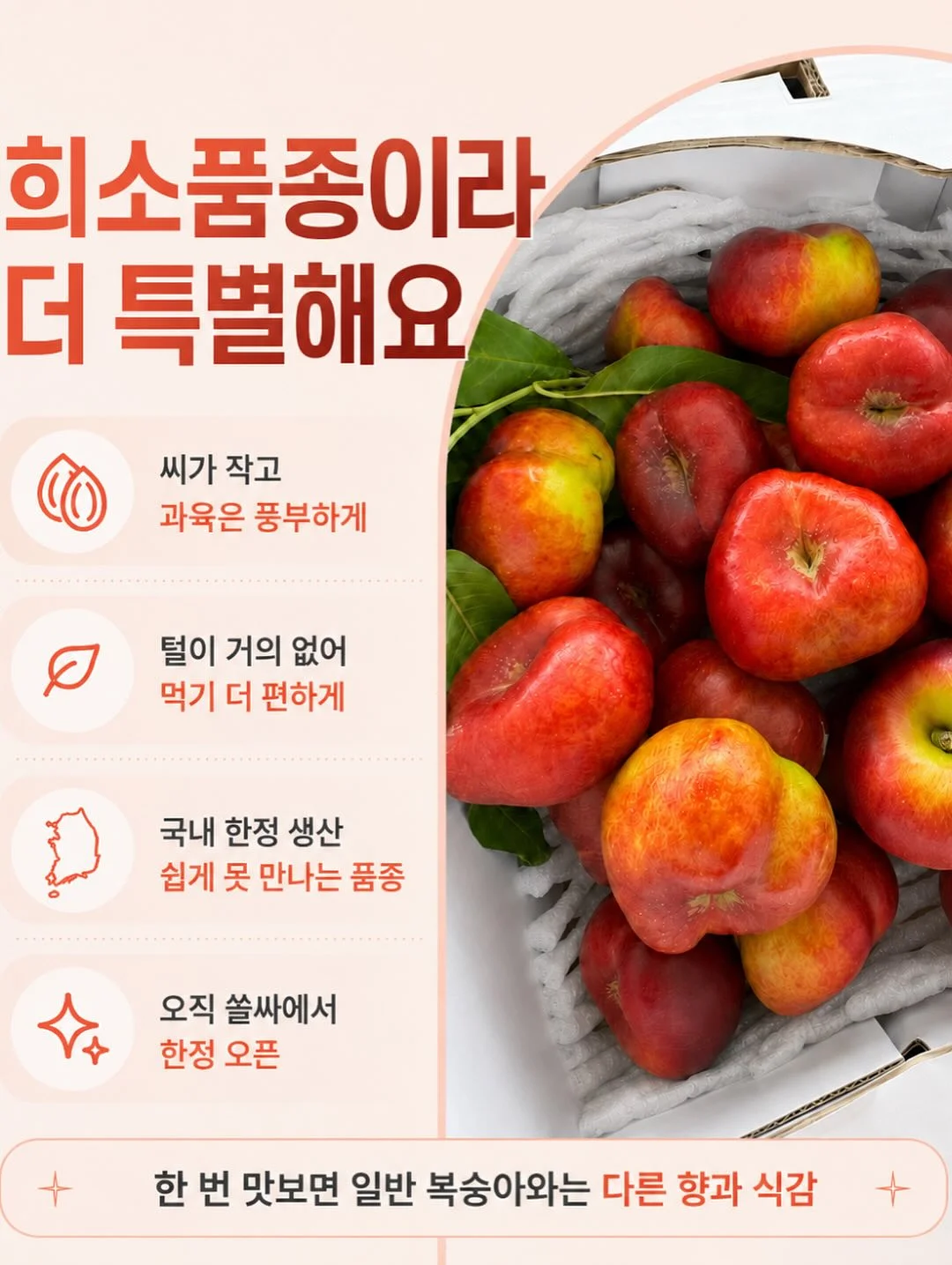 그린시스 서양배 7